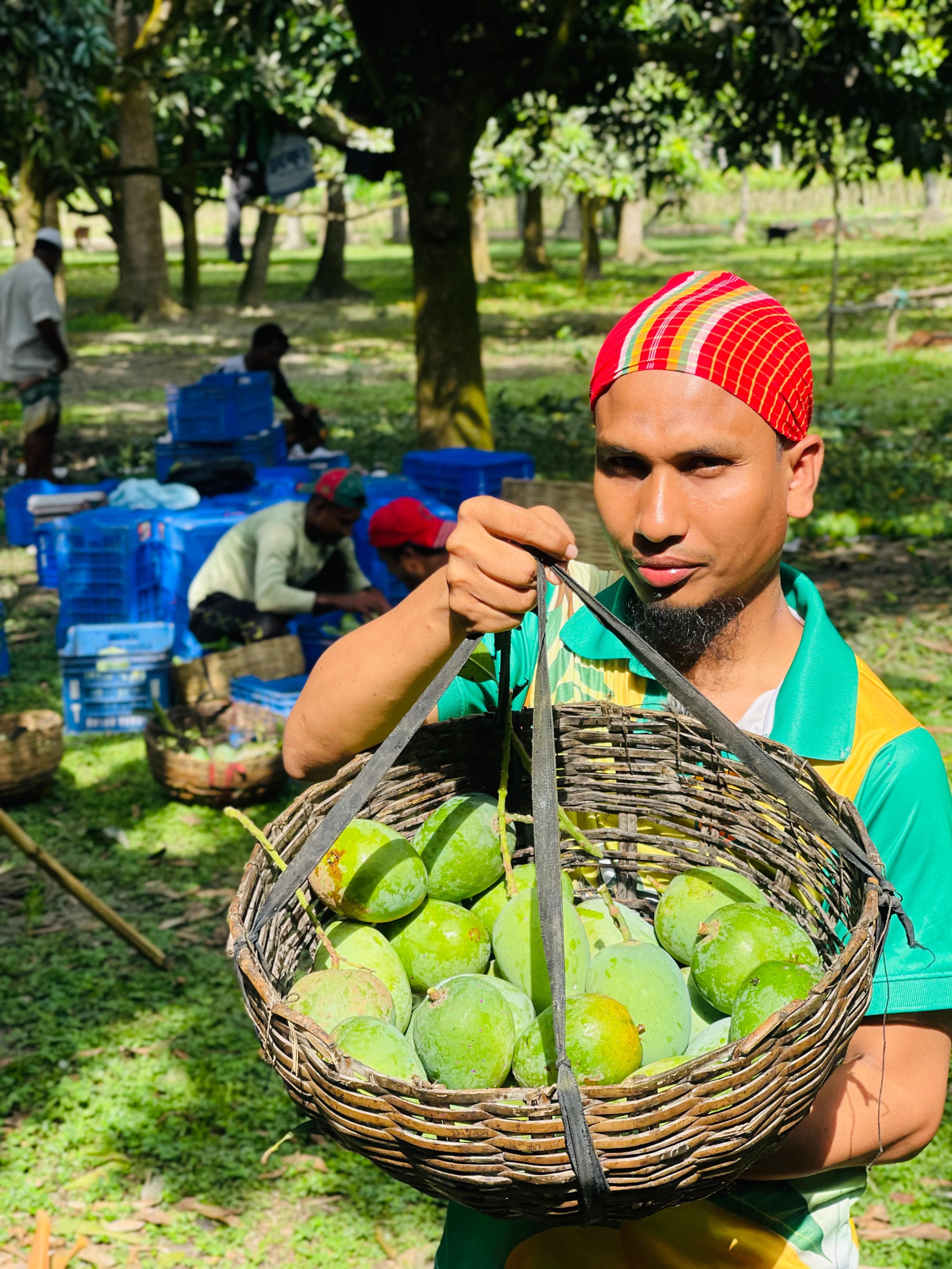 Langra Mango harvest